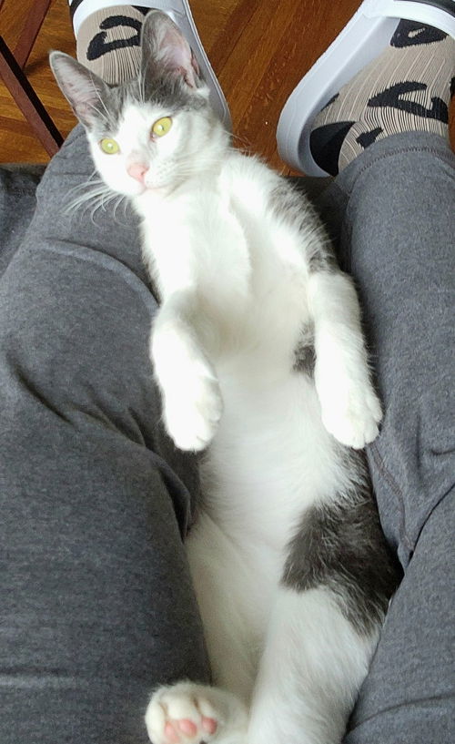 Pebbles