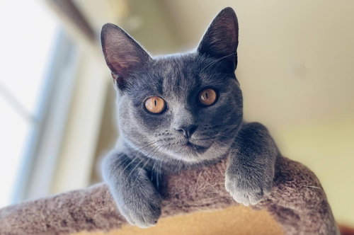 Cleopatra