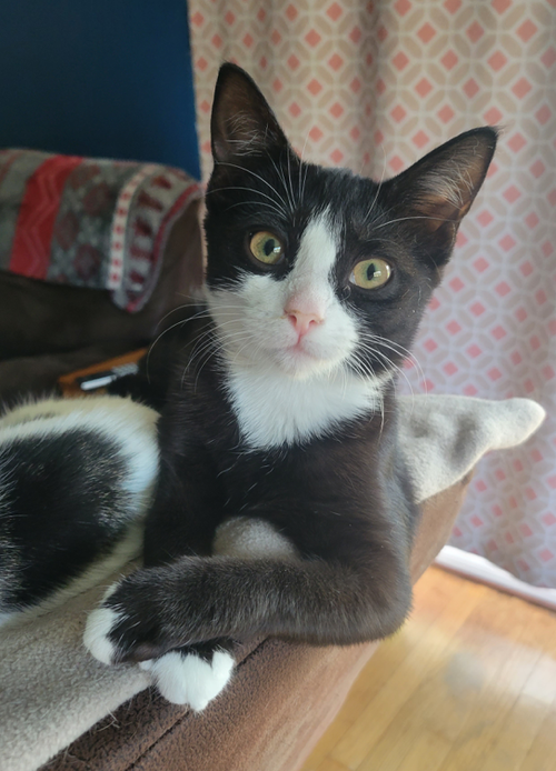 Pella