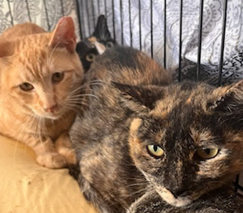 Tortie Dieter Hill (BH)