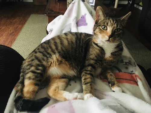 Gizmo