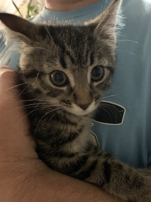 Bella