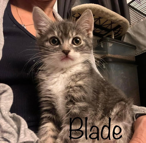 Blade
