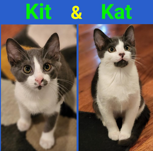 Kit (with Kat)