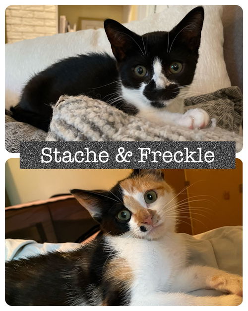 Freckle (with Stashe)