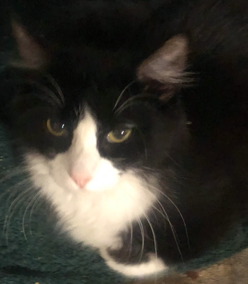 Miss Isabella