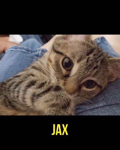 Jax