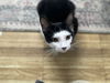 Elvis (with Preston)