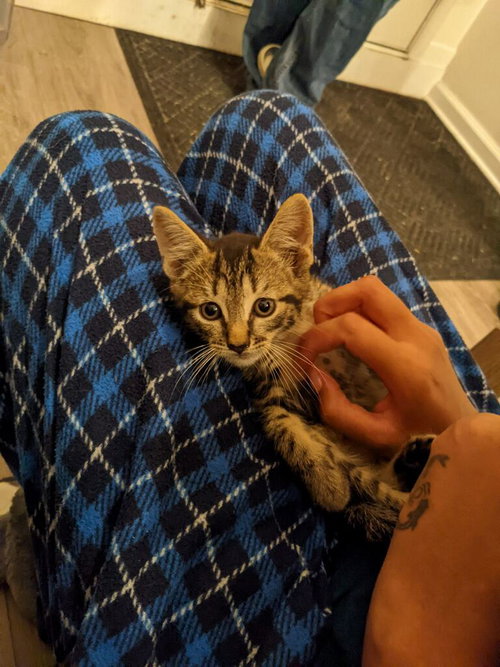 Purry Styles