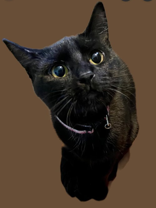 Coco