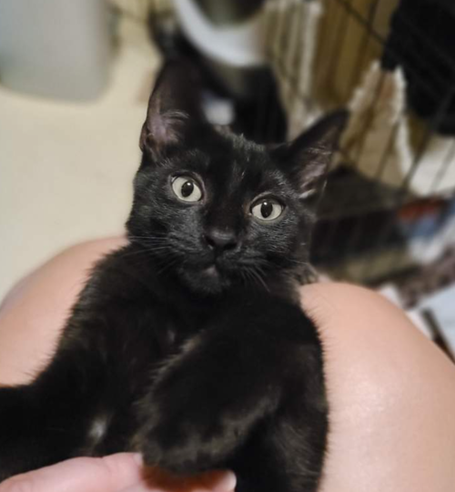 Toothless