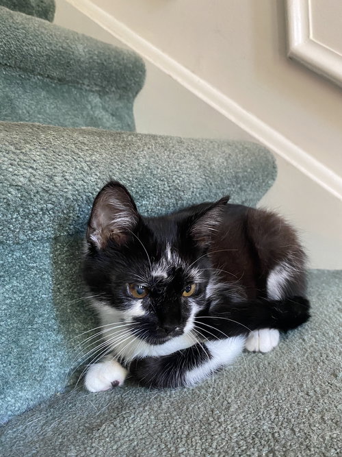 Lulu