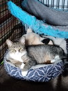 Snuggles