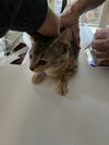 Prudence