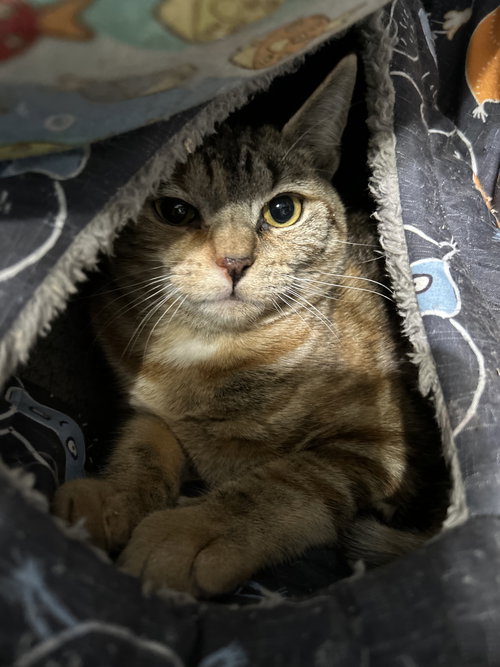 Prudence