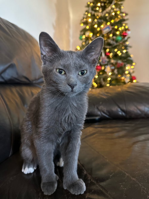 Tom