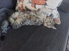 Cleopatra