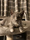 Frankie