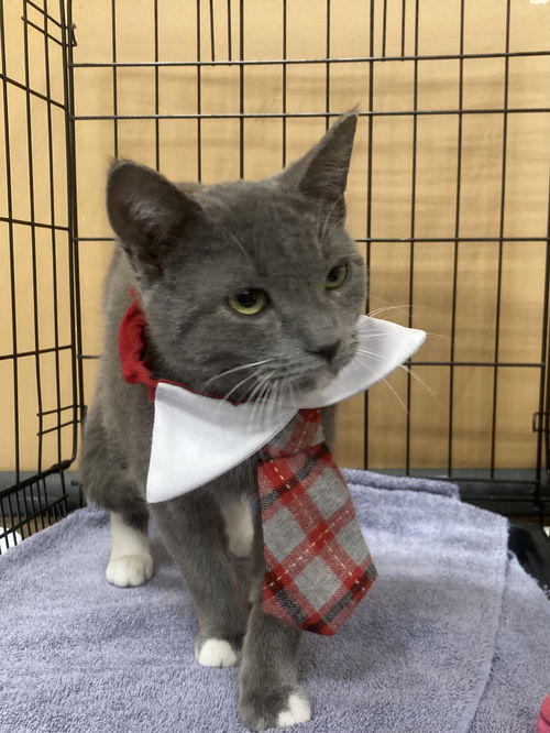 Frankie