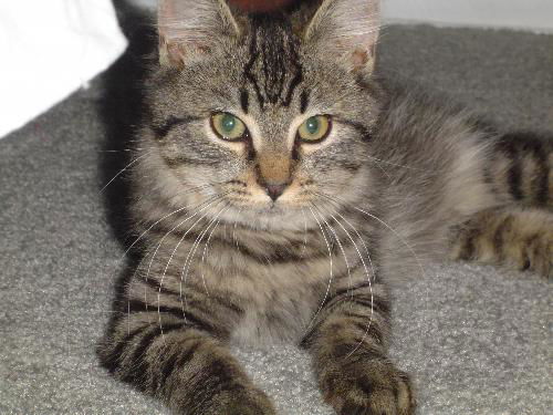 Gizmo