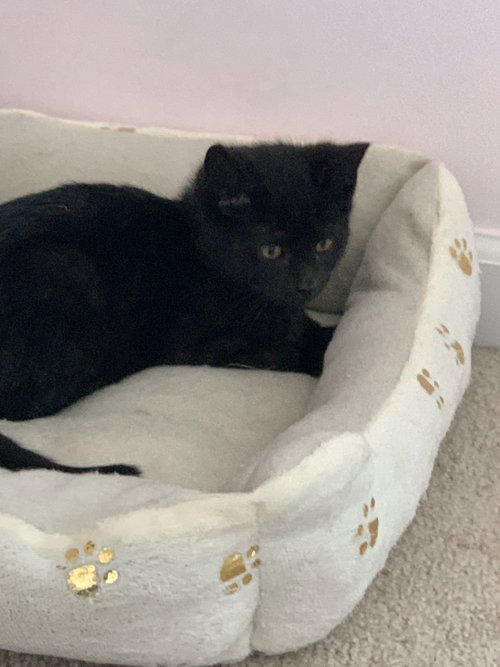 Toothless