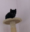 Toothless