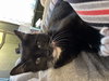 Mittens 2