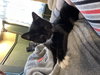 Mittens 2