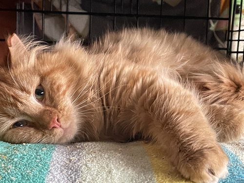 Simba 2