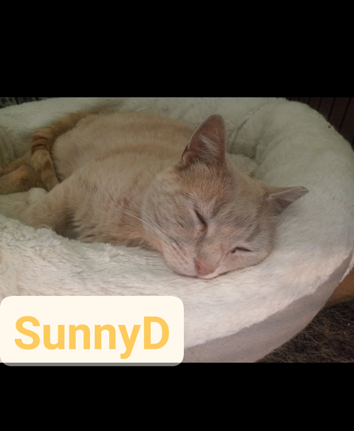 Sunny D