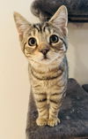 Nala