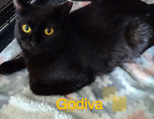 Godiva
