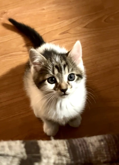 Bowie