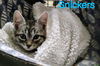 Snickers