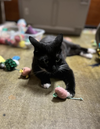 Luna Bean