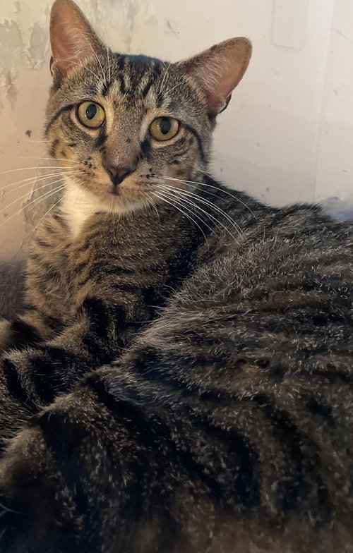 Sir Oliver