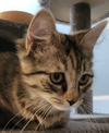 Miss Purrs-a-lot