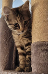 Miss Purrs-a-lot