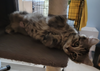 Miss Purrs-a-lot