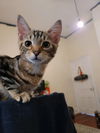 Fynn