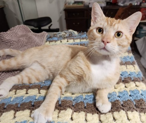 Creamsicle