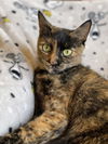 Anya