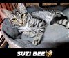 Suzie Bee