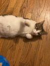 Miss Marbles