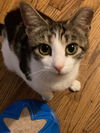 Miss Marbles
