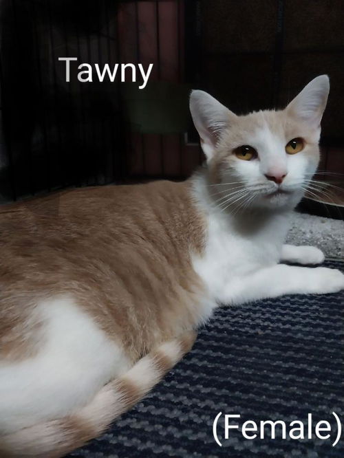 Tawny