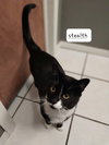 Stealth