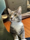 Gilbert