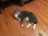 Gilbert