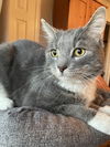 Gilbert